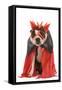 Boston Terrier Wearing Fancy Dress-null-Framed Stretched Canvas