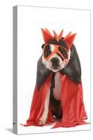 Boston Terrier Wearing Fancy Dress-null-Stretched Canvas