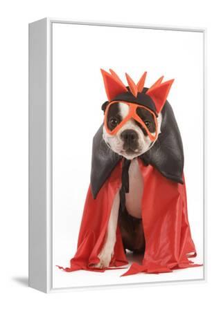 boston terrier dress