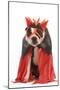 Boston Terrier Wearing Fancy Dress-null-Mounted Photographic Print