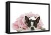 Boston Terrier Wearing Pink Dress-null-Framed Stretched Canvas