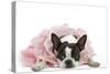 Boston Terrier Wearing Pink Dress-null-Stretched Canvas