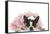 Boston Terrier Wearing Pink Dress-null-Framed Stretched Canvas