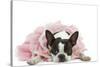 Boston Terrier Wearing Pink Dress-null-Stretched Canvas