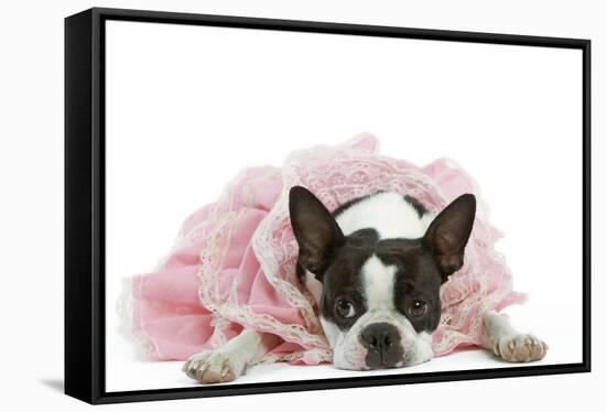 Boston Terrier Wearing Pink Dress-null-Framed Stretched Canvas