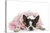 Boston Terrier Wearing Pink Dress-null-Stretched Canvas