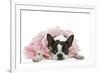 Boston Terrier Wearing Pink Dress-null-Framed Photographic Print