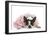 Boston Terrier Wearing Pink Dress-null-Framed Photographic Print