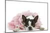 Boston Terrier Wearing Pink Dress-null-Mounted Photographic Print