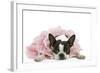 Boston Terrier Wearing Pink Dress-null-Framed Photographic Print