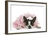 Boston Terrier Wearing Pink Dress-null-Framed Photographic Print