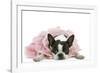 Boston Terrier Wearing Pink Dress-null-Framed Photographic Print