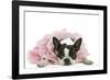 Boston Terrier Wearing Pink Dress-null-Framed Photographic Print