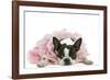 Boston Terrier Wearing Pink Dress-null-Framed Photographic Print