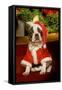 Boston Terrier with Christmas Decorations-null-Framed Stretched Canvas