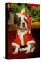 Boston Terrier with Christmas Decorations-null-Stretched Canvas