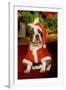 Boston Terrier with Christmas Decorations-null-Framed Photographic Print