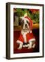 Boston Terrier with Christmas Decorations-null-Framed Photographic Print