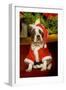 Boston Terrier with Christmas Decorations-null-Framed Photographic Print