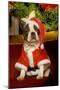 Boston Terrier with Christmas Decorations-null-Mounted Photographic Print