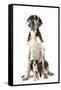 Boston Terrier with Great Dane-null-Framed Stretched Canvas