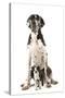 Boston Terrier with Great Dane-null-Stretched Canvas