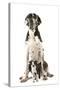 Boston Terrier with Great Dane-null-Stretched Canvas