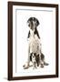 Boston Terrier with Great Dane-null-Framed Photographic Print