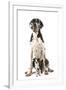 Boston Terrier with Great Dane-null-Framed Photographic Print