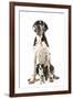 Boston Terrier with Great Dane-null-Framed Photographic Print