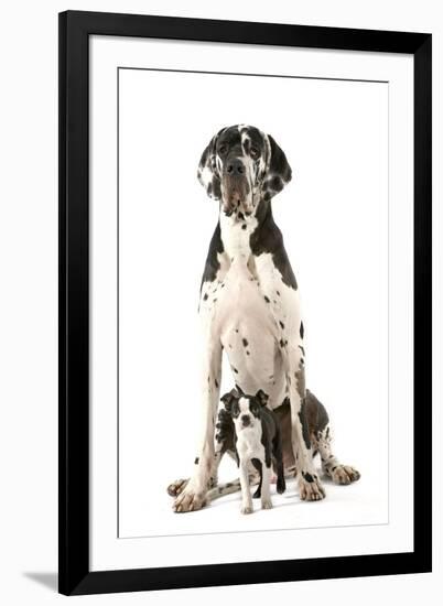 Boston Terrier with Great Dane-null-Framed Photographic Print