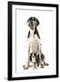 Boston Terrier with Great Dane-null-Framed Photographic Print