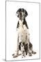 Boston Terrier with Great Dane-null-Mounted Photographic Print