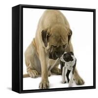 Boston Terrier with Mastiff Dog-null-Framed Stretched Canvas