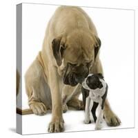 Boston Terrier with Mastiff Dog-null-Stretched Canvas