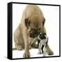 Boston Terrier with Mastiff Dog-null-Framed Stretched Canvas