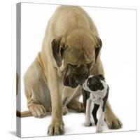 Boston Terrier with Mastiff Dog-null-Stretched Canvas