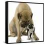 Boston Terrier with Mastiff Dog-null-Framed Stretched Canvas