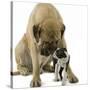 Boston Terrier with Mastiff Dog-null-Stretched Canvas