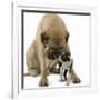 Boston Terrier with Mastiff Dog-null-Framed Photographic Print