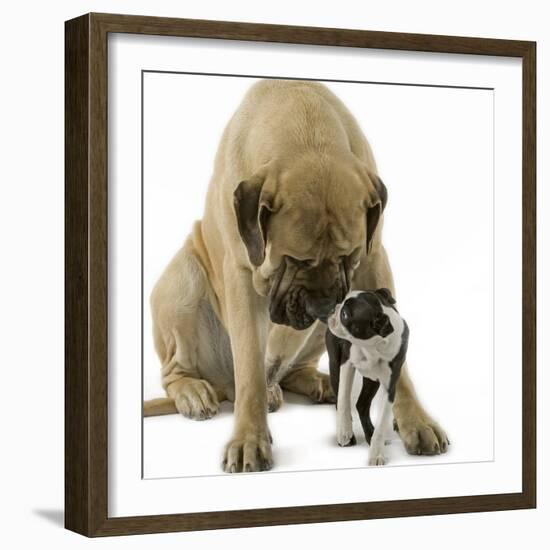 Boston Terrier with Mastiff Dog-null-Framed Photographic Print