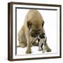 Boston Terrier with Mastiff Dog-null-Framed Photographic Print