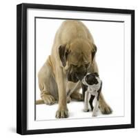 Boston Terrier with Mastiff Dog-null-Framed Photographic Print