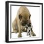 Boston Terrier with Mastiff Dog-null-Framed Photographic Print