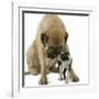 Boston Terrier with Mastiff Dog-null-Framed Photographic Print