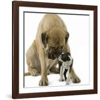 Boston Terrier with Mastiff Dog-null-Framed Photographic Print