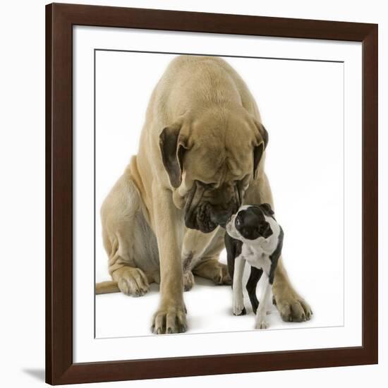 Boston Terrier with Mastiff Dog-null-Framed Photographic Print