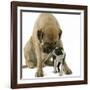 Boston Terrier with Mastiff Dog-null-Framed Photographic Print