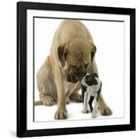 Boston Terrier with Mastiff Dog-null-Framed Photographic Print