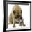 Boston Terrier with Mastiff Dog-null-Framed Photographic Print